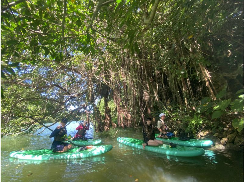 Main Island Central Group Discount ★ Mangrove River Sap Tour Get a great deal if you gather 4 people! Tour image gift!の紹介画像