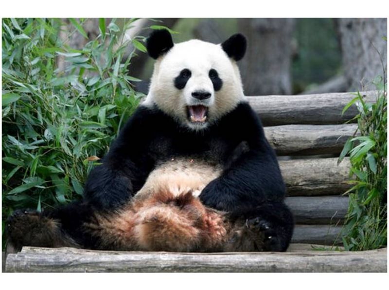 Panda planの紹介画像