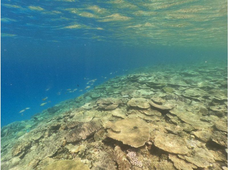 【沖縄・水納島・瀬底島】ボート体験ダイビング＋スノーケリング  写真動画撮影プレゼントの紹介画像