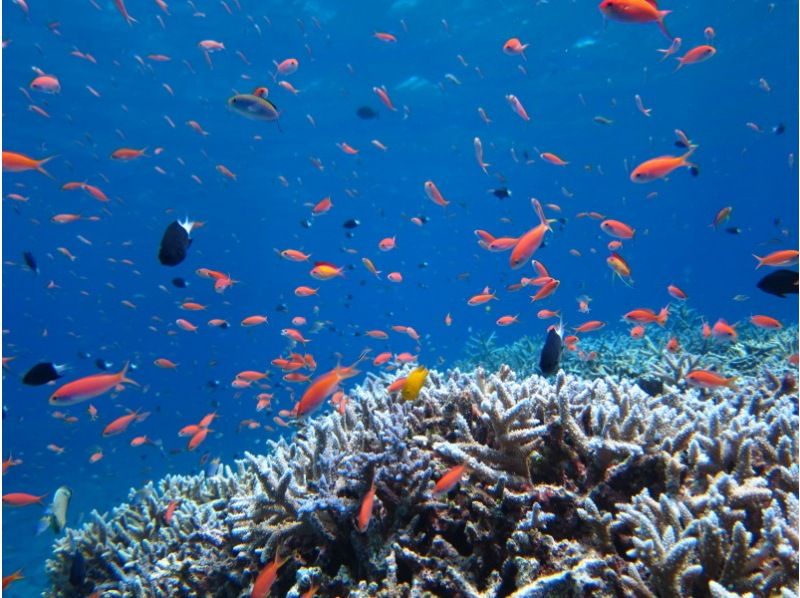 [Okinawa ・ Iriomote Island] Experience Diving(One day course)の紹介画像