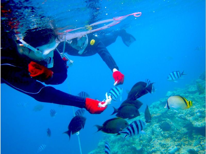 [Okinawa main island] Mermaid & blue cave snorkel half-day set course! 1 group charterの紹介画像