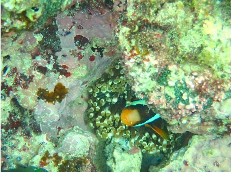 【沖縄本島】マーメイド&青の洞窟シュノーケルの半日セットコース！1グループ貸切の紹介画像