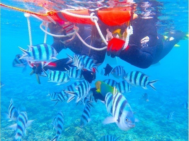 [冲绳主岛]那霸接送课程！美人鱼和蓝洞浮潜半日套餐课程！ 1组包机の紹介画像