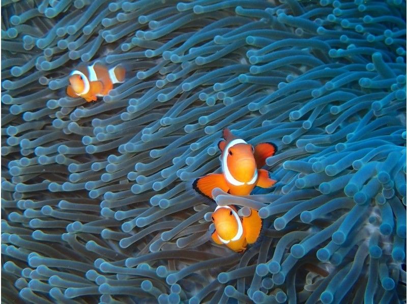 シュノーケル・ビーチ・宜野湾【施設完備・シュノーケル・魚に餌付け・写真プレゼント】の紹介画像