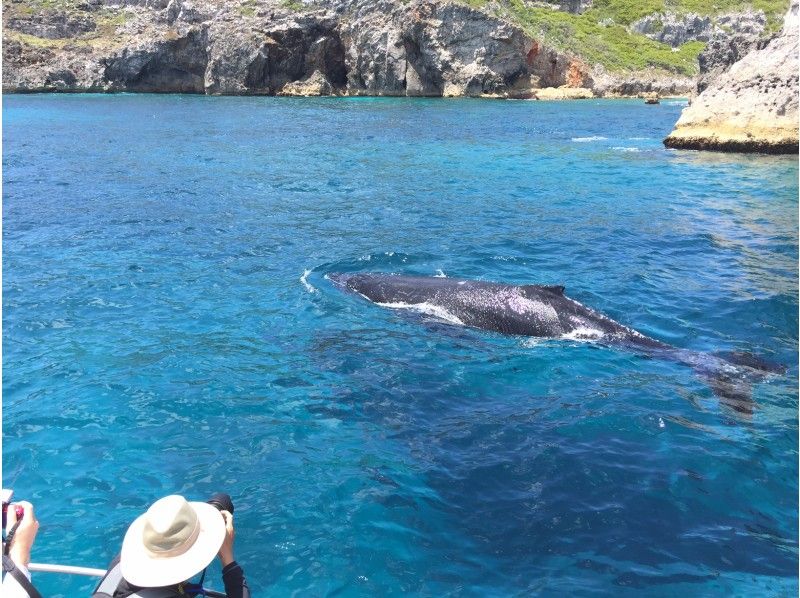 Whale watching by "Take Nature Academy", an activity company in Ogasawara