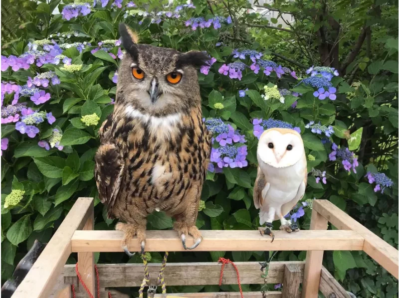 Owl Cafe Visit and Falconry Walk in Kokubunji Cityの紹介画像