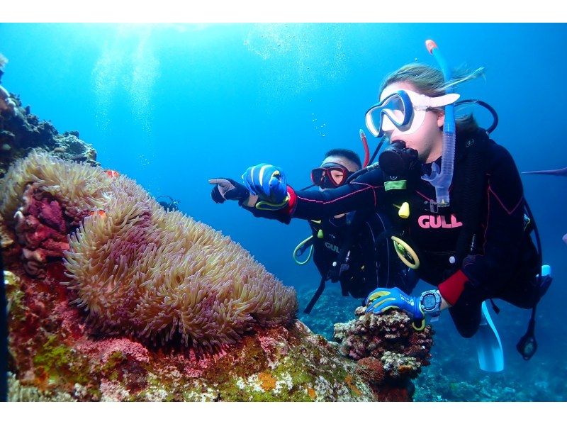 AOWライセンス講習２日間 in 石垣島【ウミガメ、マンタに会えるかも！】高画質の写真・動画無料プレゼントの紹介画像