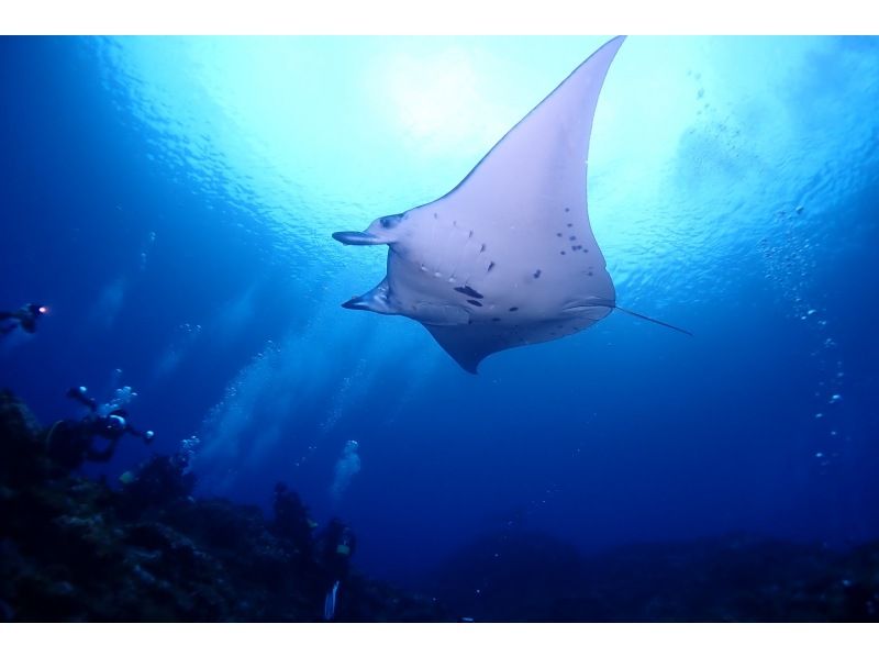 【AOWライセンス講習２日間 in 石垣島】ウミガメ、マンタに会えるかも！高画質の写真・動画無料プレゼント