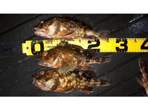 東京 羽田 高級魚カサゴ 貸し切り船 7名までok 180分 釣った魚を食べれるお店紹介可 アクティビティジャパン