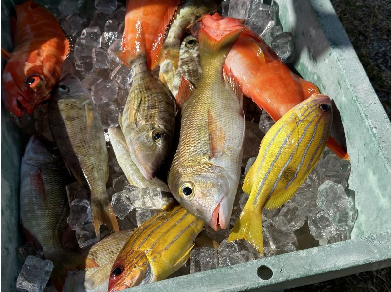 【沖縄北部・オクマ】地元漁師と一緒に沖縄の県魚グルクン（タカサゴ）釣り又は底物（そこもの）船釣りツアーの紹介画像