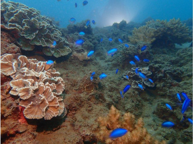 【四国・徳島】秋からのダイビングベストシーズン！参加の皆さんの水中写真もプレゼント！初心者歓迎　ビーチ体験ダイビングの紹介画像