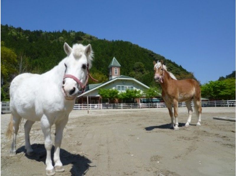【徳島県・那賀町】お子様ご参加OK！大自然の中で家族そろって観光乗馬体験の紹介画像