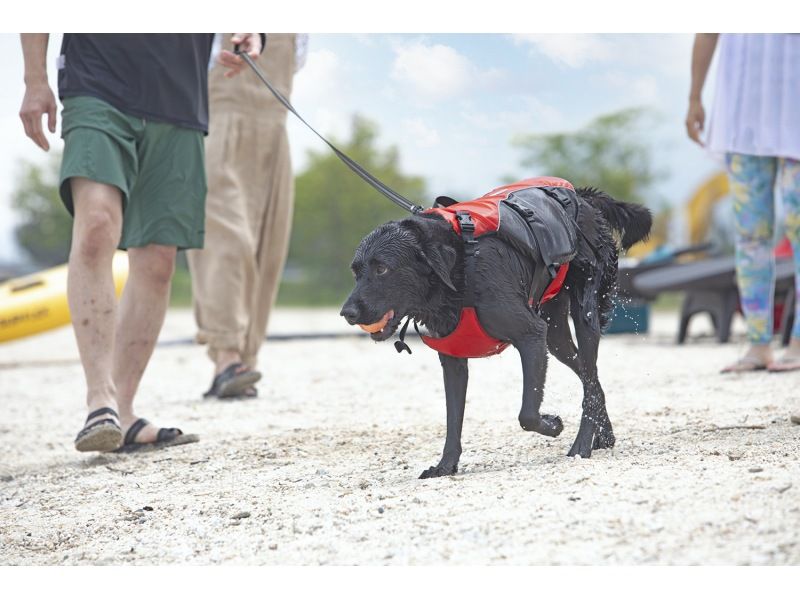 琵琶湖の犬連れ観光スポット5選&ペットと一緒に体験できるアクティビティ