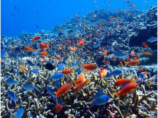青の洞窟 八重干瀬 青の洞窟と八重干瀬のシュノーケルを一緒に楽しもう ツアー写真付き アクティビティジャパン