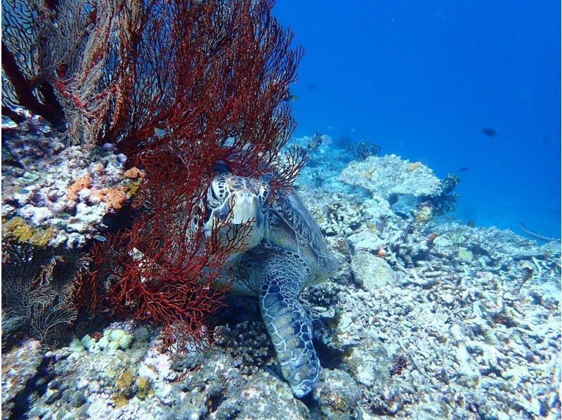 [Blue Cave + Yae Hirose] Enjoy the Blue Cave and Yae Hirose snorkel together! With tour photo!の紹介画像