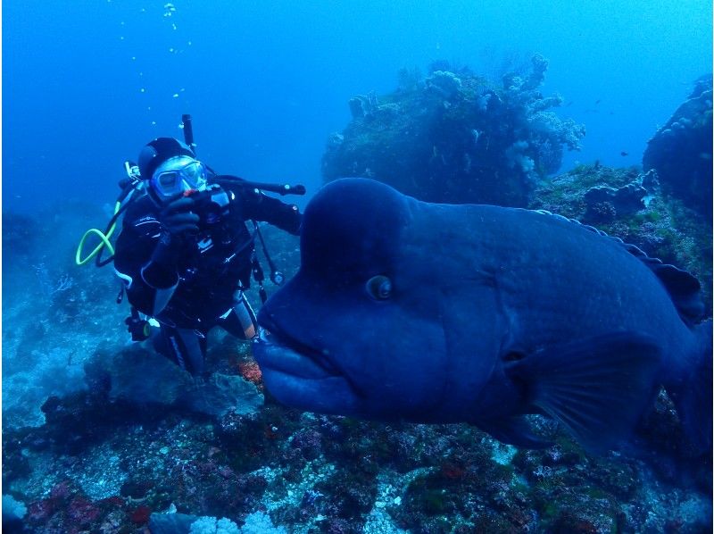伊豆高原　東伊豆ファンダイブ 2ビーチダイブの紹介画像