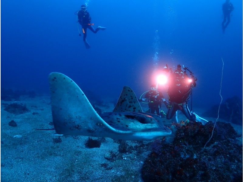 伊豆高原　東伊豆ファンダイブ 2ビーチダイブの紹介画像