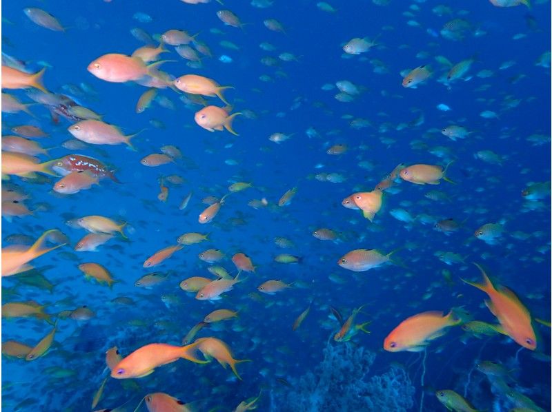 伊豆高原　東伊豆ファンダイブ 2ビーチダイブの紹介画像