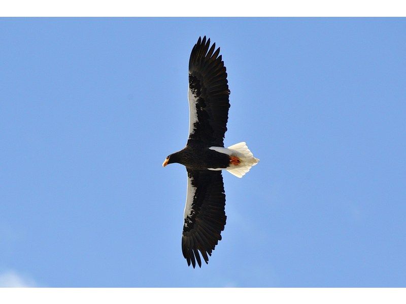【初心者大歓迎！バードウォッチング入門イベント】オオワシ・オジロワシをさがそう！【冬空に舞う・中禅寺湖空の王者】【栃木県・奥日光】の紹介画像