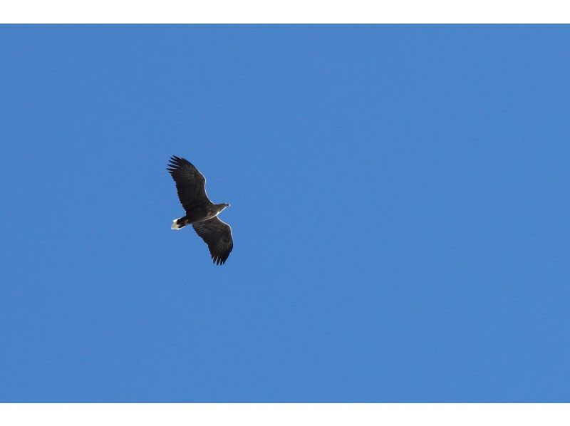 【初心者大歓迎！バードウォッチング入門イベント】オオワシ・オジロワシをさがそう！【冬空に舞う・中禅寺湖空の王者】【栃木県・奥日光】の紹介画像