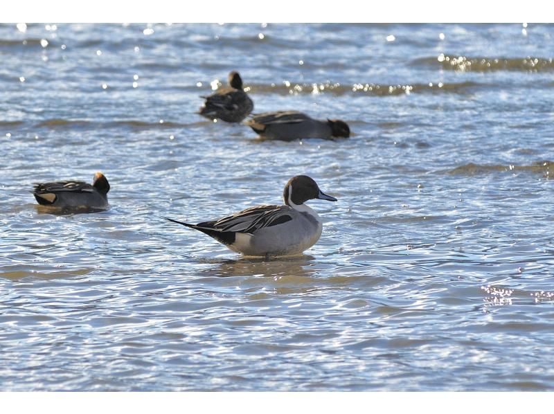 【初心者大歓迎！バードウォッチング入門イベント】オオワシ・オジロワシをさがそう！【冬空に舞う・中禅寺湖空の王者】【栃木県・奥日光】の紹介画像