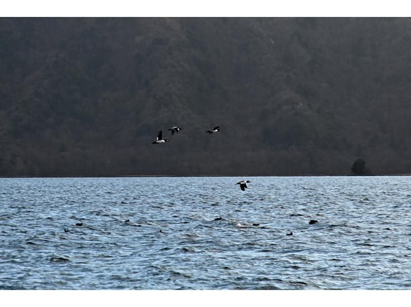 【初心者大歓迎！バードウォッチング入門イベント】オオワシ・オジロワシをさがそう！【冬空に舞う・中禅寺湖空の王者】【栃木県・奥日光】の紹介画像