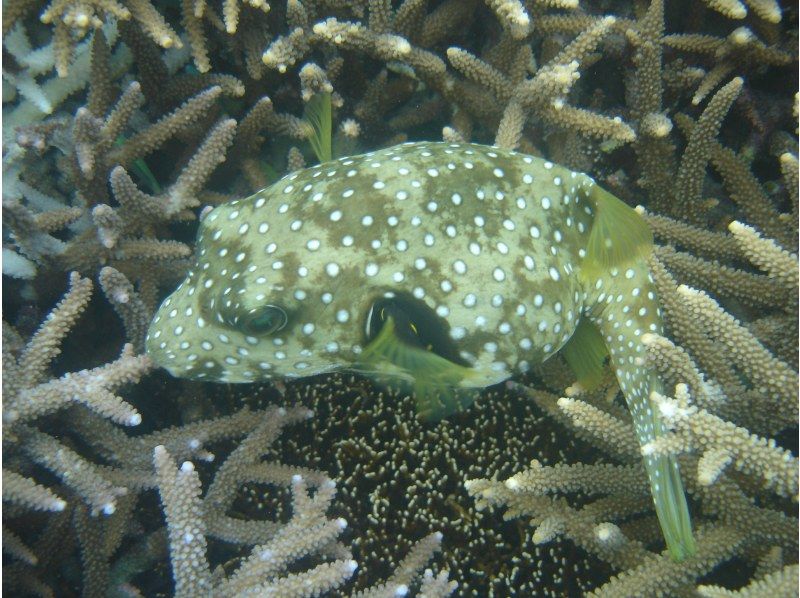 【沖縄・石垣島】冬でも泳ぎたい！サンゴの森へビーチシュノーケリングの紹介画像