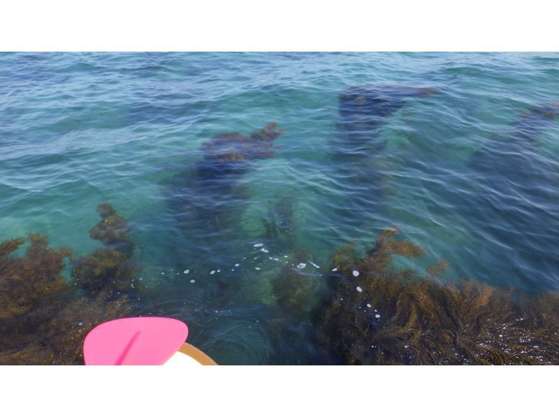 【大分県 日出町 糸ヶ浜】初心者向！ (春サップ) 60分スクール+60分の自由時間 +写真撮影の紹介画像