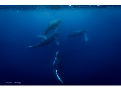【奄美大島・南部】1日コースでチャレンジ回数アップ!ホエールスイム<参加条件あり>~冬季限定~ 【奄美大島・南部】1日コースでチャレンジ回数アップ!ホエールスイム<参加条件あり>~冬季限定~