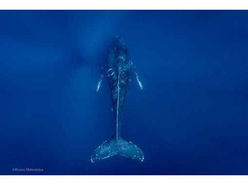 【奄美大島・南部】1日コースでチャレンジ回数アップ!ホエールスイム<参加条件あり>~冬季限定~ 【奄美大島・南部】1日コースでチャレンジ回数アップ!ホエールスイム<参加条件あり>~冬季限定~