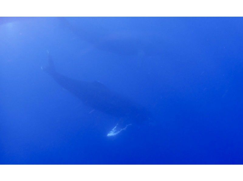 【沖縄・座間味】冬季12月～4月限定！ケラマブルーの海でホエールウォッチングの紹介画像