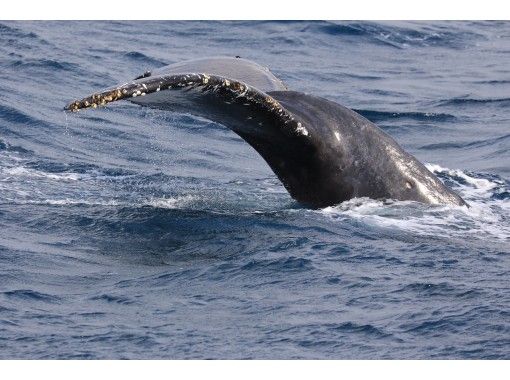 北谷町発 沖縄ホエールウォッチング 【本島中部|恩納村近隣】 北谷町発 沖縄ホエールウォッチング 【本島中部|恩納村近隣】