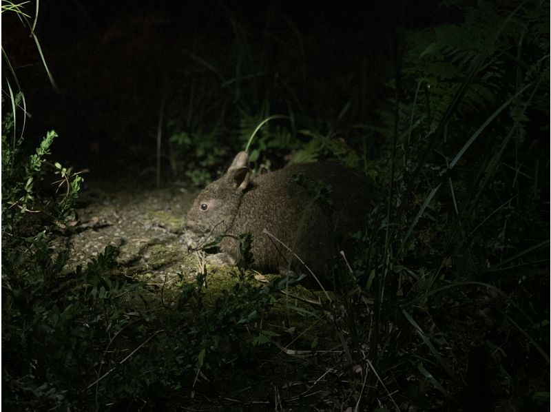 【鹿児島・奄美大島人気ツアー】サンセットマングローブカヌーと夜の森ツアー（240分）★貸切可★の紹介画像