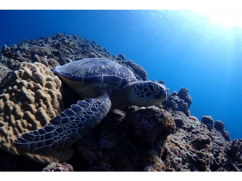 [Okinawa Ishigaki] Sea turtle & coral reef snorkel! half-day course (am / pm) with underwater photo