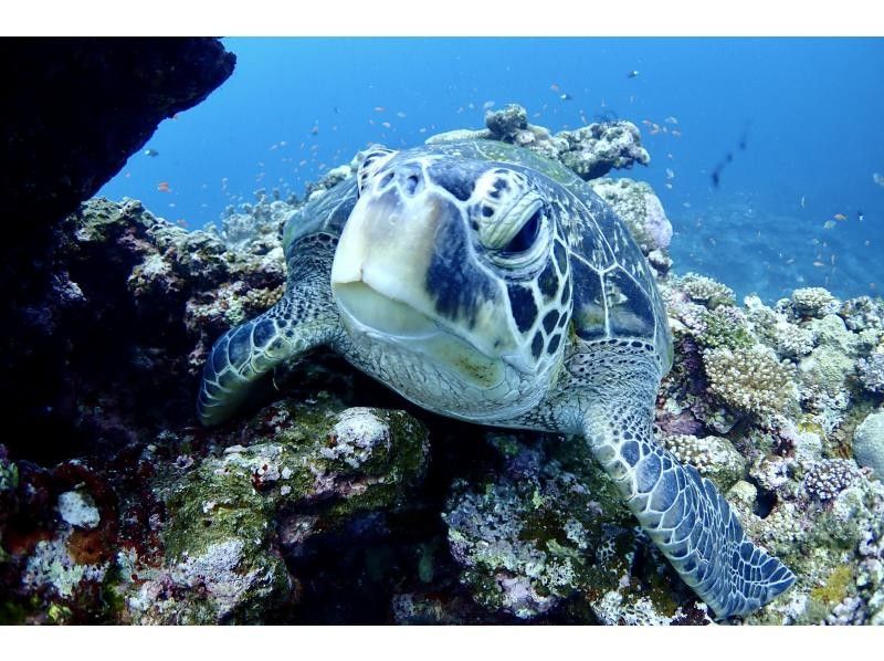 [沖縄石垣島]海龜和珊瑚礁通氣管！半天課程（上午/下午），附有水下照片禮物！の紹介画像