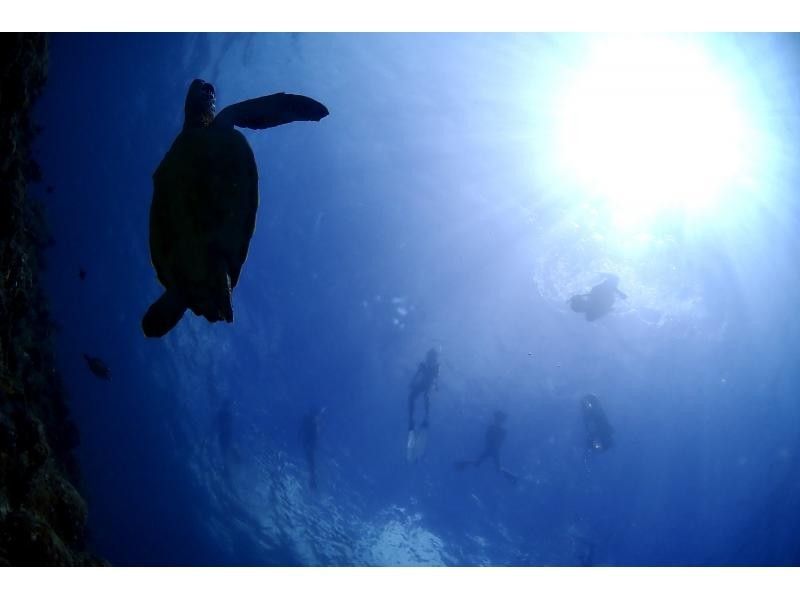 [冲绳石垣岛]海龟和珊瑚礁通气管！半天课程（上午/下午），附有水下照片礼物！の紹介画像