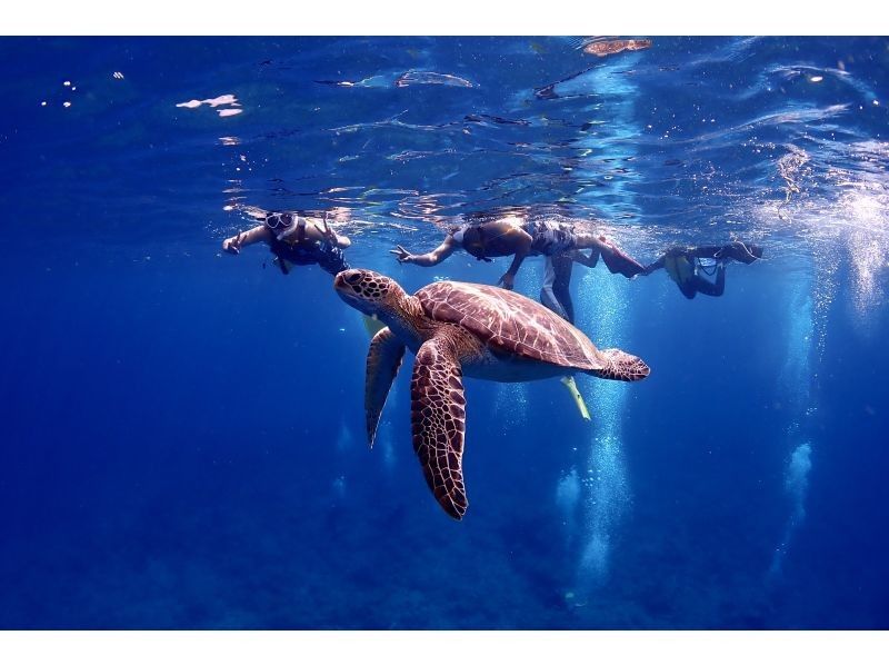 [Okinawa Ishigaki island] Sea turtle & coral reef snorkel! half-day course (am / pm) with underwater photo presents!の紹介画像