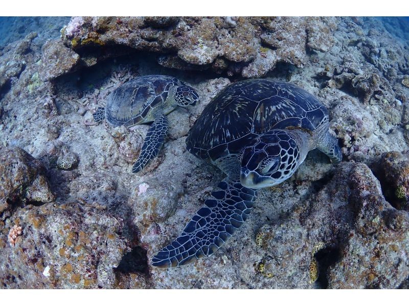 [오키나와·이시가키지마] 바다 거북 및 산호초 스노클링! 반나절 코스 (오전 / 오후) 수중 사진 선물 포함!の紹介画像