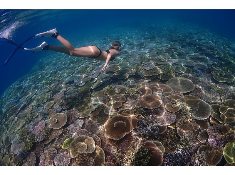 [Okinawa Ishigaki island] Skin Diving! half-day course (AM / PM) with underwater photo present!