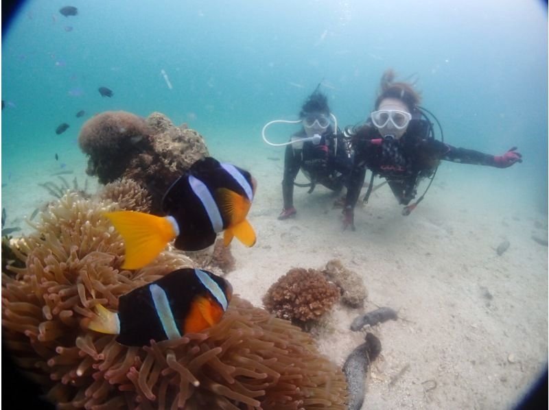 ★ [Kumamoto/Amakusa] [Held from 1 person] Experience diving tour by boat ~ Ushibuka, the southernmost point of Amakusa ★ Free video giftの紹介画像