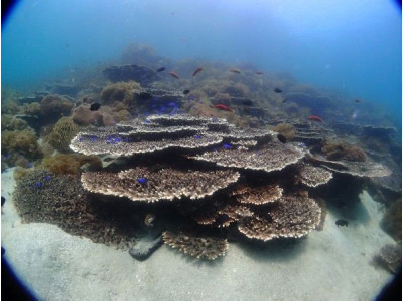 ★ [Kumamoto/Amakusa] Snorkeling course by boat ~ Ushibuka, the southernmost point of Amakusa ★ Free video giftの紹介画像