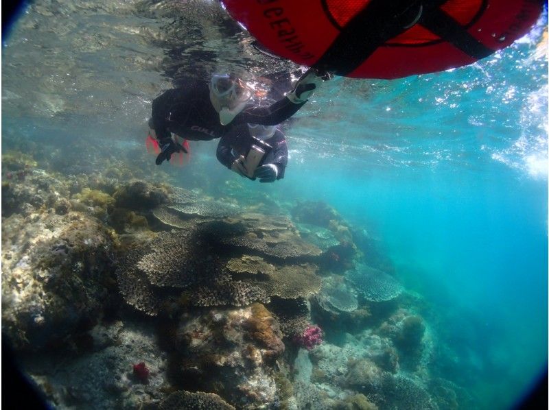 ★ [Kumamoto/Amakusa] Snorkeling course by boat ~ Ushibuka, the southernmost point of Amakusa ★ Free video giftの紹介画像