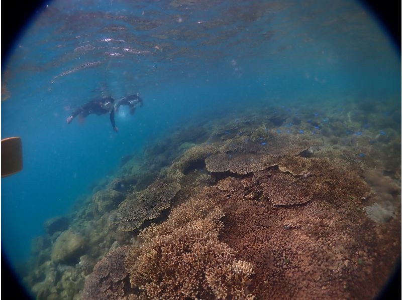 ★ [Kumamoto/Amakusa] Snorkeling course by boat ~ Ushibuka, the southernmost point of Amakusa ★ Free video giftの紹介画像