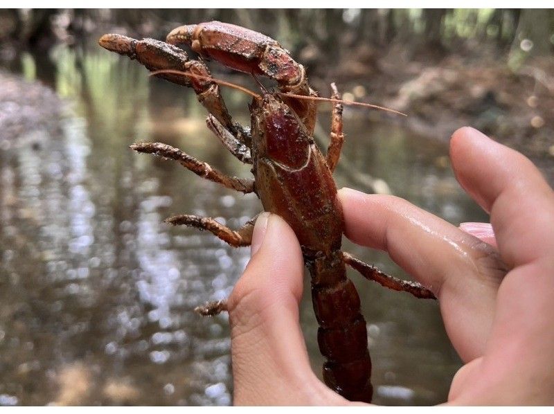 【石垣島】学生応援価格‼️不思議な森マングローブをカヤック/sup体験＆上陸し植物や生き物を知るジャングル冒険ツアー❗️写真&bull;動画無料！の紹介画像