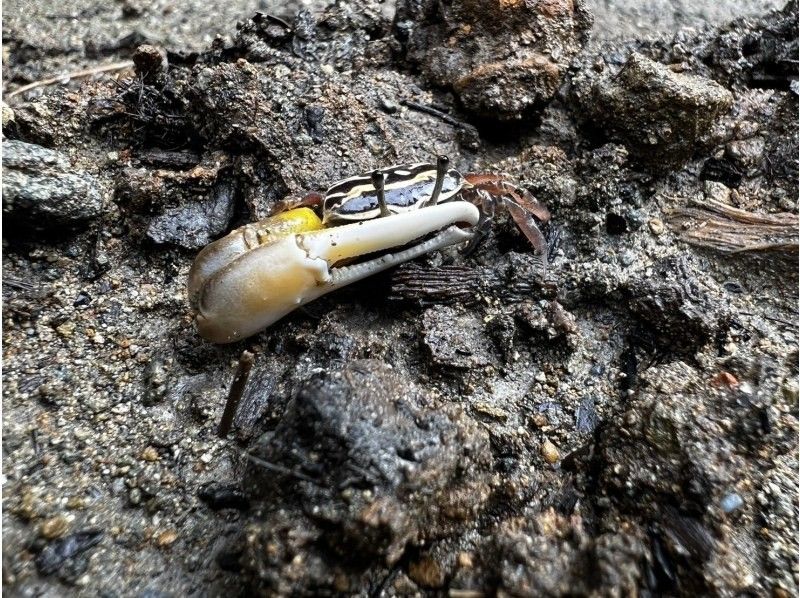 【石垣島】学生応援価格‼️不思議な森マングローブをカヤック/sup体験＆上陸し植物や生き物を知るジャングル冒険ツアー❗️写真&bull;動画無料！の紹介画像