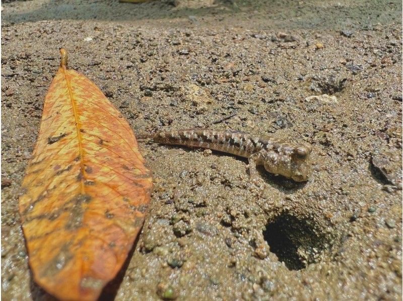 【石垣島•大人気スポット】熱帯雨林の大自然を颯爽♪不思議な森マングローブをSUPorカヤック体験‼️上陸探索付き‼️当日予約OK‼️写真無料の紹介画像