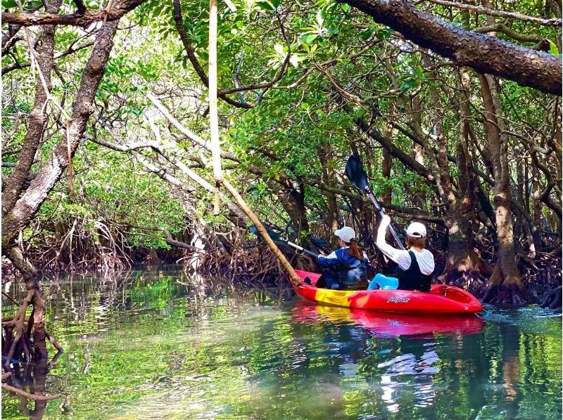 【石垣島】学生応援価格‼️不思議な森マングローブをカヤック/sup体験＆上陸し植物や生き物を知るジャングル冒険ツアー❗️写真&bull;動画無料！の紹介画像