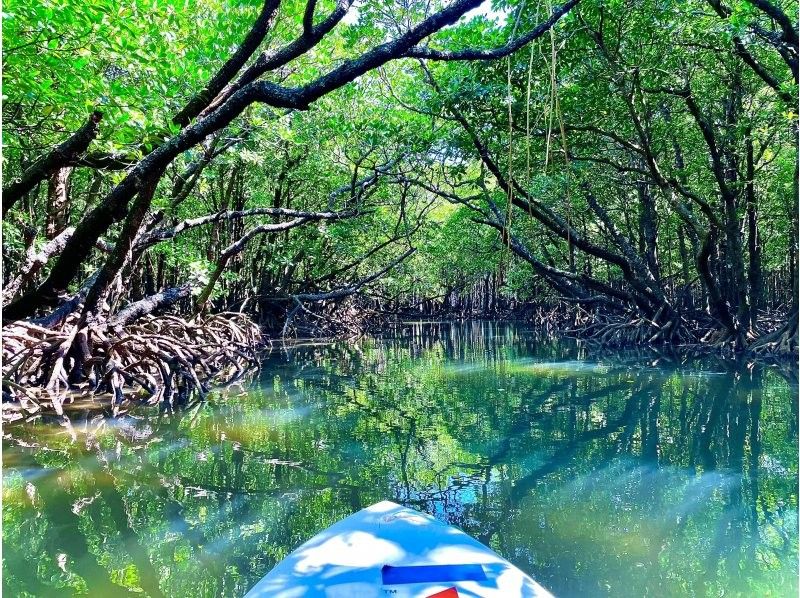 【石垣島】学生応援価格‼️不思議な森マングローブをカヤック/sup体験＆上陸し植物や生き物を知るジャングル冒険ツアー❗️写真&bull;動画無料！の紹介画像