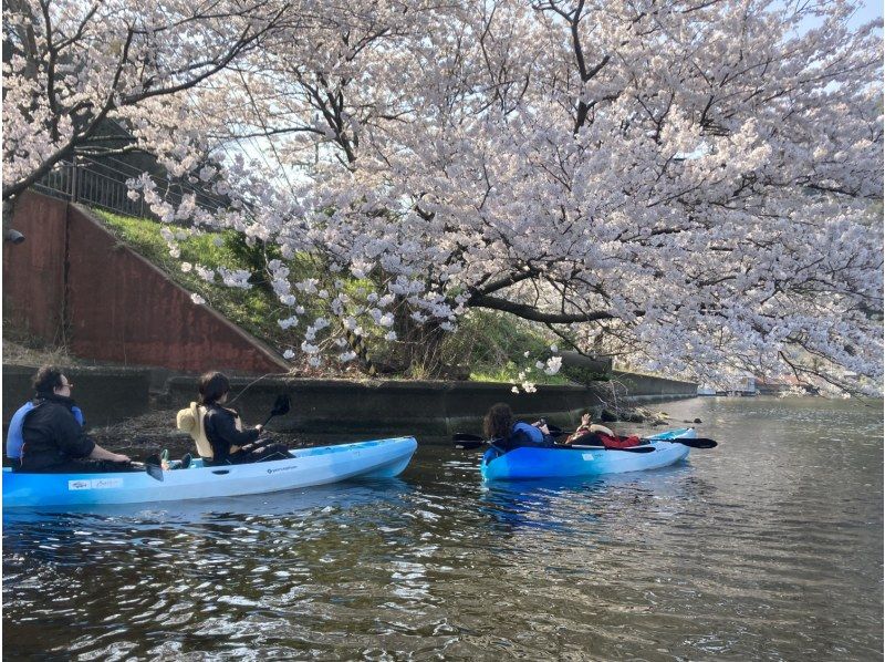 [Fukui/Wakasa] "Spring Kayak" Cherry blossom viewing on the lake! Mikata Goko Course [2 hours] の紹介画像