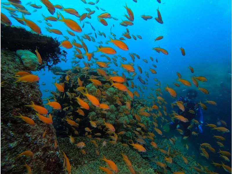 [柏島GO！ ] 在愛媛縣松山市道後的魚類天堂“柏島”體驗潛水之旅の紹介画像
